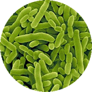 Bakterie Pseudomonas