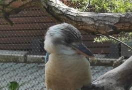 kormoran_cernobily-min