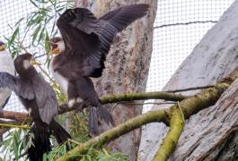 kormoran_cernobily_DSC_3140-min
