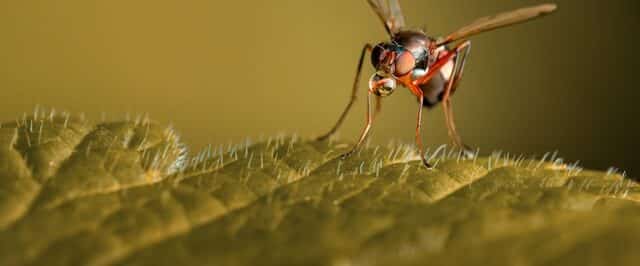 Insekticidy