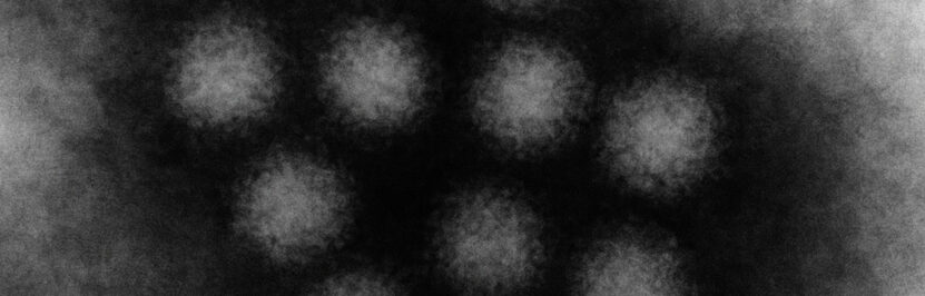 norovirus