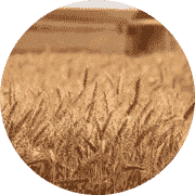 Zemědělství a zahradnictví